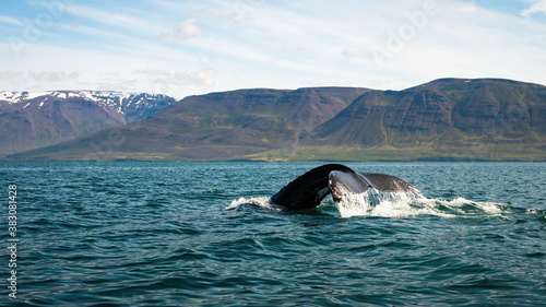 Humpback whale, megaptera novaeangliae, breaching from water in Icelandic nature. Wild huge mammal's tail fin peeking out of the blue sea with hills in the background. Giant dark animal swimming in
