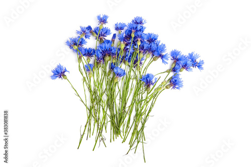 Cornflowers isolated on white background