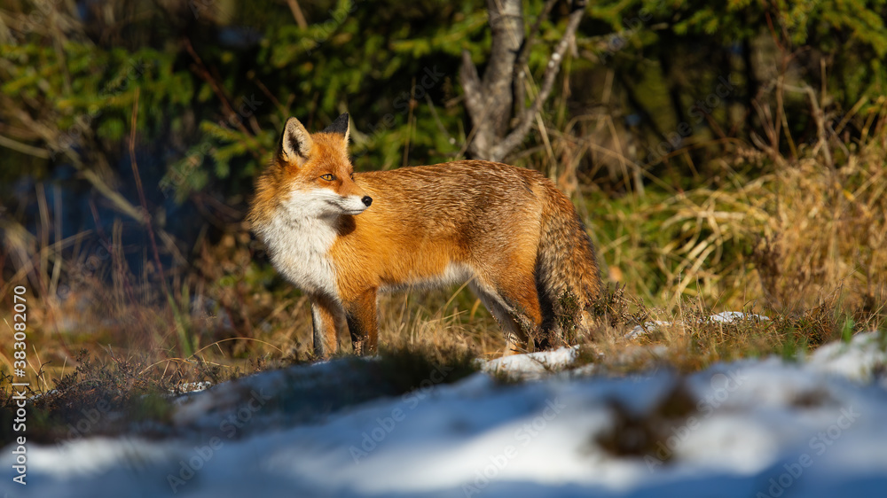 Fluffy red fox, vulpes vulpes, standing in forest in winter nature at sunset. Orange mammal looking on white meadow. Wild predator watching on sun in wintertime.