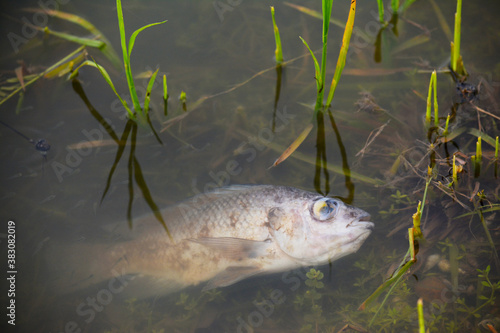  Dead fish in polluted pond, ecological disaster