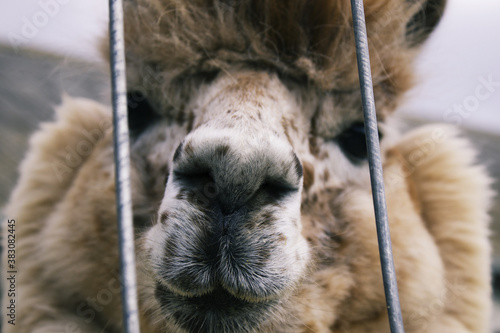 close up photo of a alpaca in the zoo club. alpaca animal after a fence. family activities.  photo