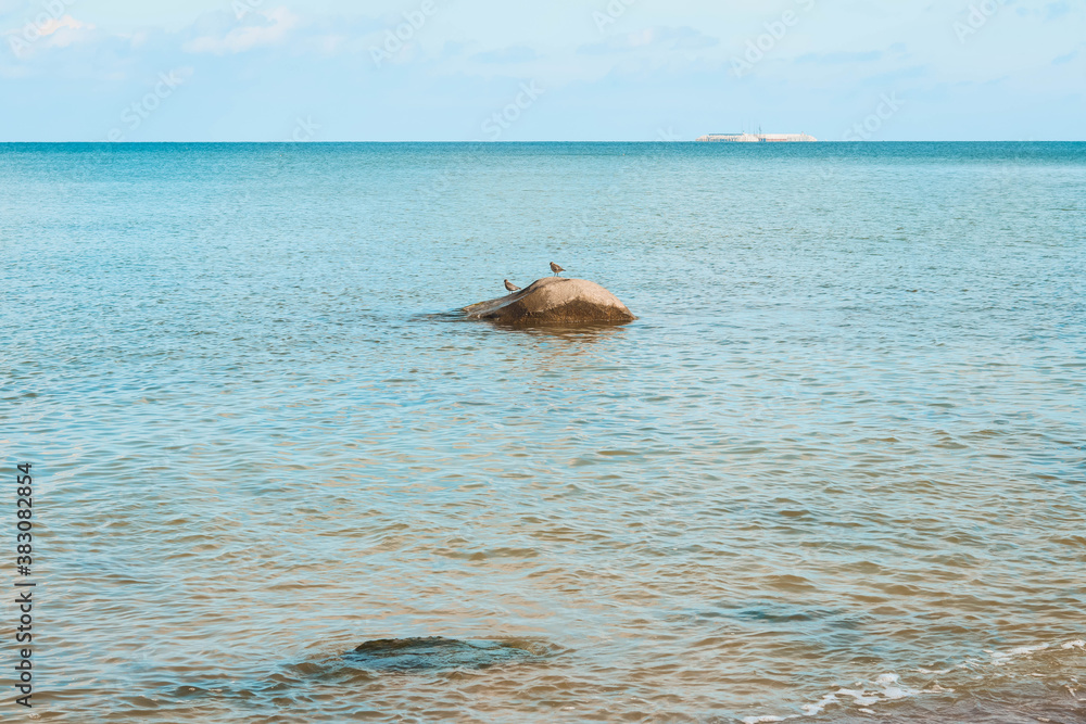 Fototapeta premium birds on the stone