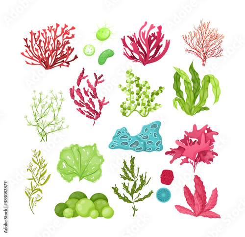 Underwater marine flora. Marine aquarium flora, aqua plants, coral reef underwater seaweed ocean plants phytoplankton, algae, laminaria, sea moss tropical sea plant underwater painting vector