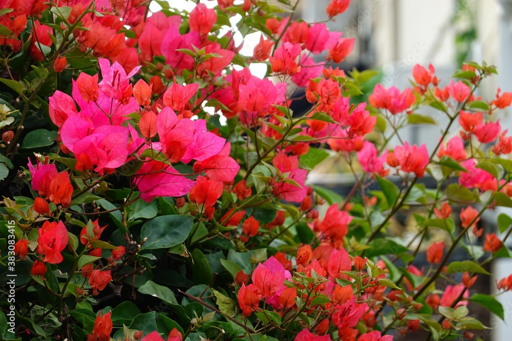 red bougainvillea flowers. Floral, arrangement