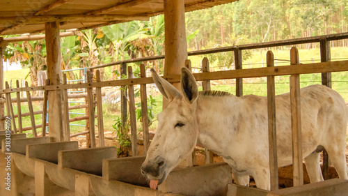 Funny White Donkey in the Farm