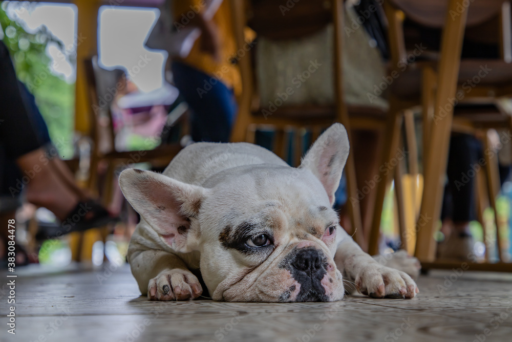 Close-up view of Puppy french bulldog sit and rest after walk. Selective focus.