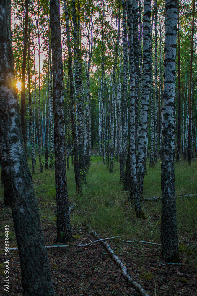 Obraz premium Summer in a birch forest