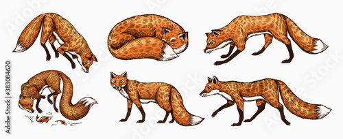 Wild red fox set. Forest ginger animal flying and jumping. Vector Engraved hand drawn Vintage sketch for label or poster.