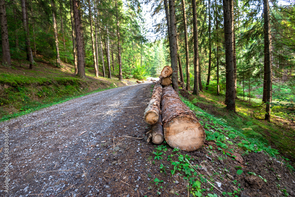 Illegal cutted huge pine logs near forest road in Romania, conceptual deforestation image. Illegal cutted huge pine logs near forest road in Romania, conceptual deforestation image.