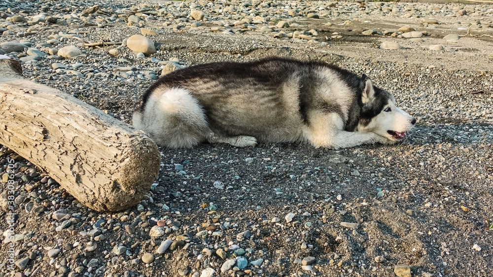 Siberian husky lies on a pebble. Black and white fur, blue eyes. The mouth is open, the ears are raised. There is a log nearby. Siberian husky lies on a pebble. Black and white fur, blue eyes. The mouth is open, the ears are raised. There is a log nearby.