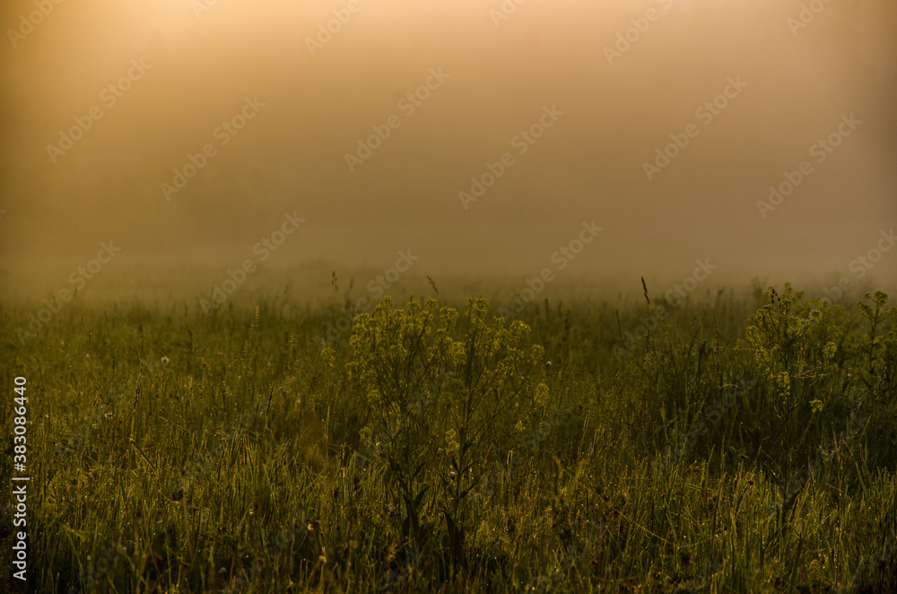 Obraz premium Thick mystical fog over a green forest. Juicy grass.