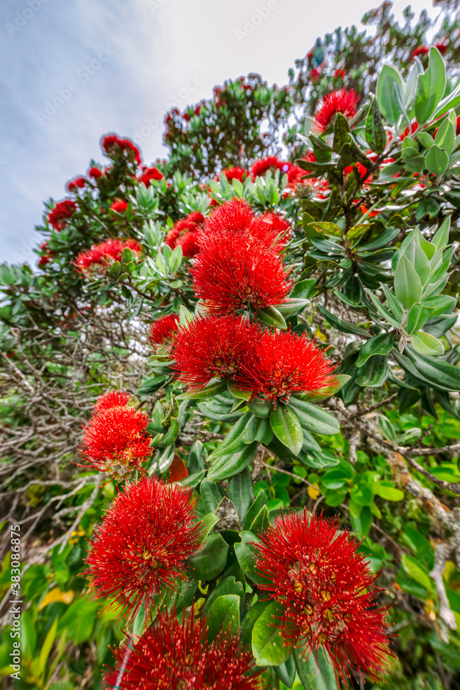 Close-up of Pohutukawa Tree in bloom