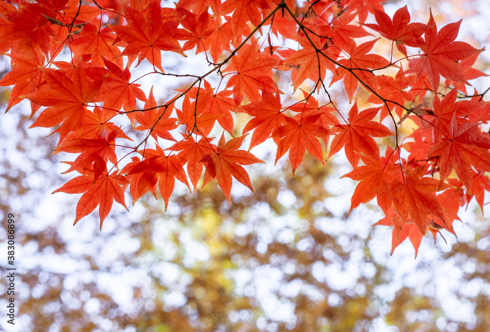 maple leaf with branch in autumn for wallpaper or background maple leaf with branch in autumn for wallpaper or background