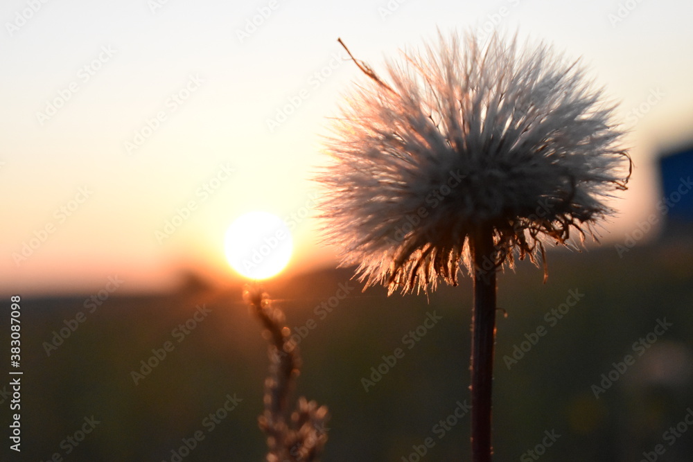 thistle in sunset