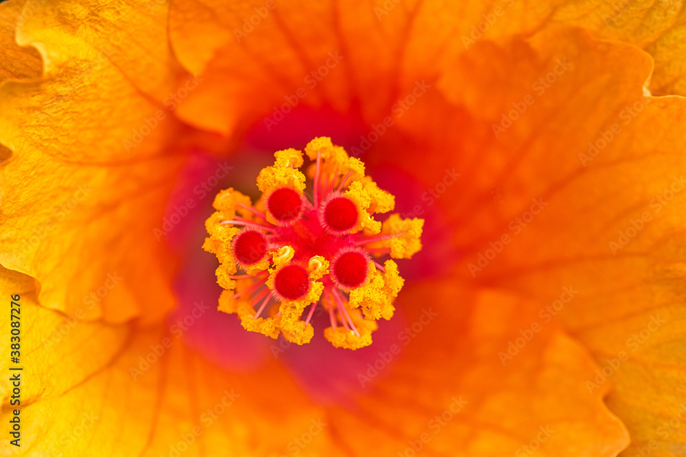 Extreme macro of red and orange Hibiscus stamens with a shallow depth of field background. Floral detail. Extreme macro of red and orange Hibiscus stamens with a shallow depth of field background. Floral detail.