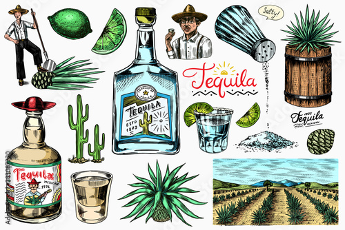 Tequila bottle, shot with lime, blue agave Plant, barrel and root ingredient, farmer and harvest. Engraved hand drawn vintage sketch. Woodcut style. Vector illustration for menu or poster.