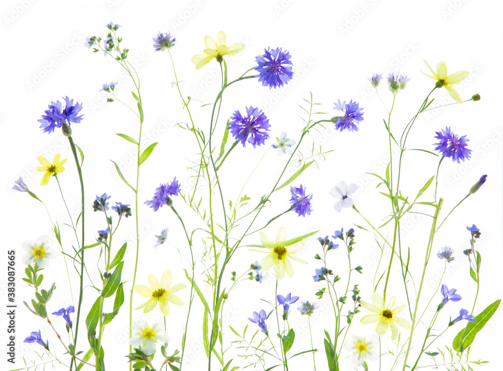 Original botanical photograph of blue bachelor button, blue flax and yellow cosmo wildflowers on a high key white background