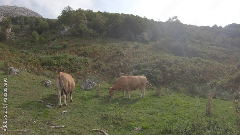 Two brown cows eating grass on green pasture on a sunny day Two brown cows eating grass on green pasture on a sunny day