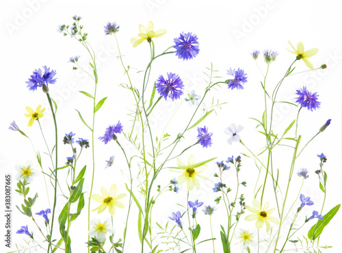 Original botanical photograph of blue bachelor button, blue flax and yellow cosmo wildflowers on a high key white background © Janice