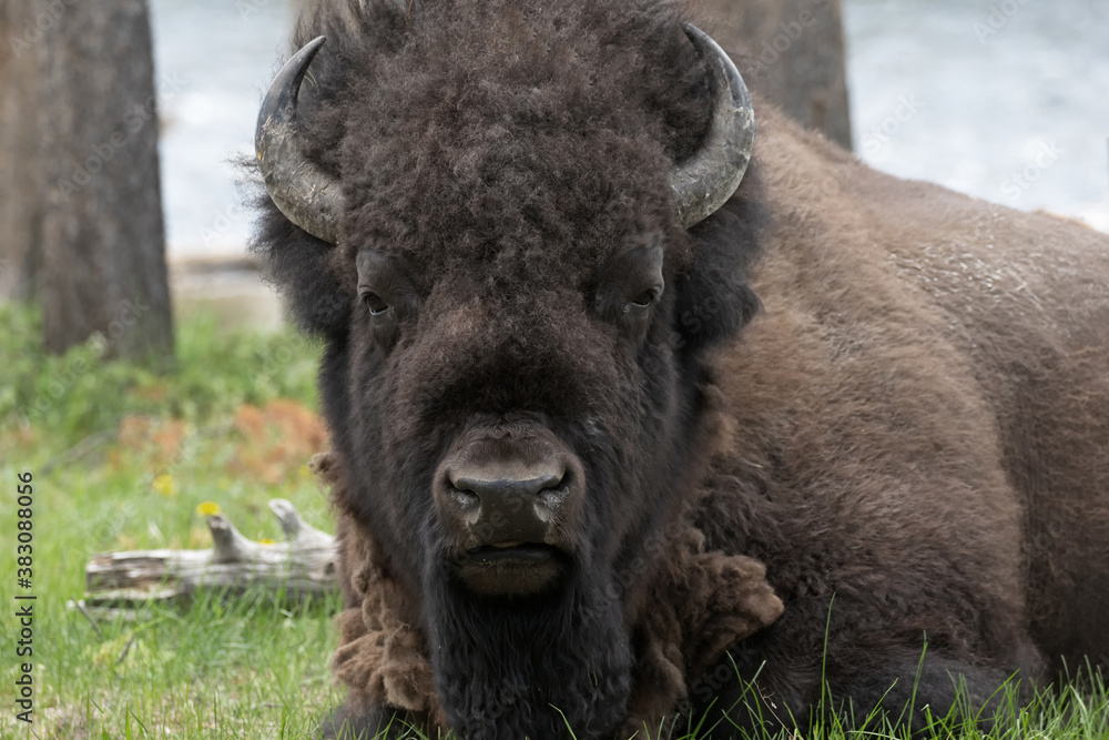 Original wildlife close up photograph of a large male bison sitting in a green meadow looking right at you