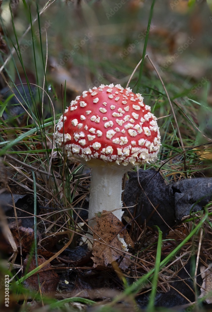 beautiful gifts of the autumn forest beautiful gifts of the autumn forest
