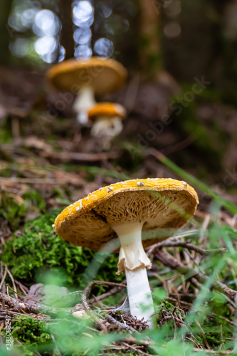 mushrooms in the forest 5