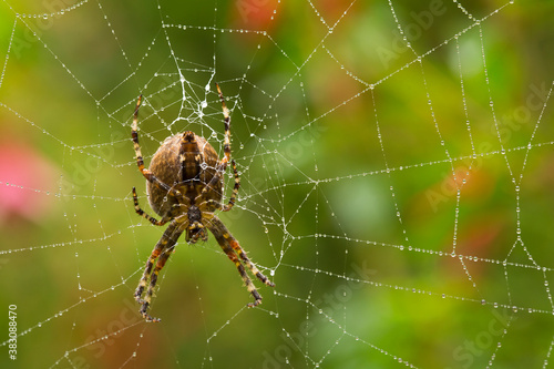 Closeup of a cross orb weaver spider in a dew-covered web in autumn 