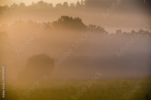 Thick mystical fog over a green forest. Juicy grass. © efimenkoalex