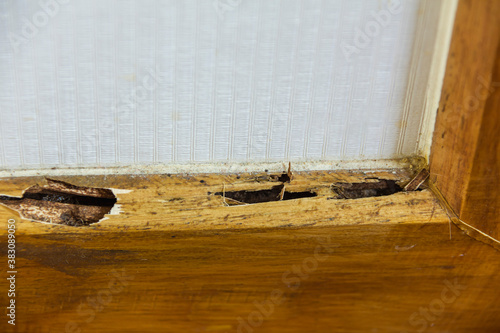 house Stairs was damaged by termite bites