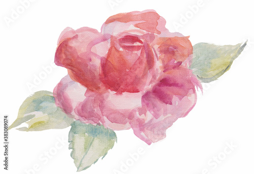 Hand drawn watercolor rose. Watercolor flower with leaves isolated on white background. Element for your design. Watercolor texture