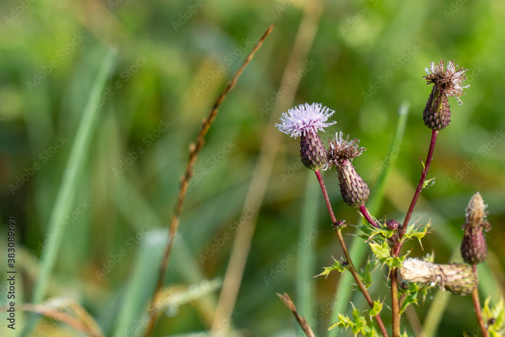 lila Blume mit Morgentau lila Blume mit Morgentau