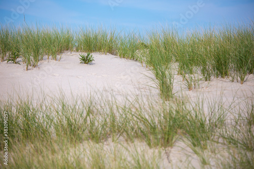 Fototapeta Naklejka Na Ścianę i Meble -  Grass and plants growing from sand dunes with blue sky 
