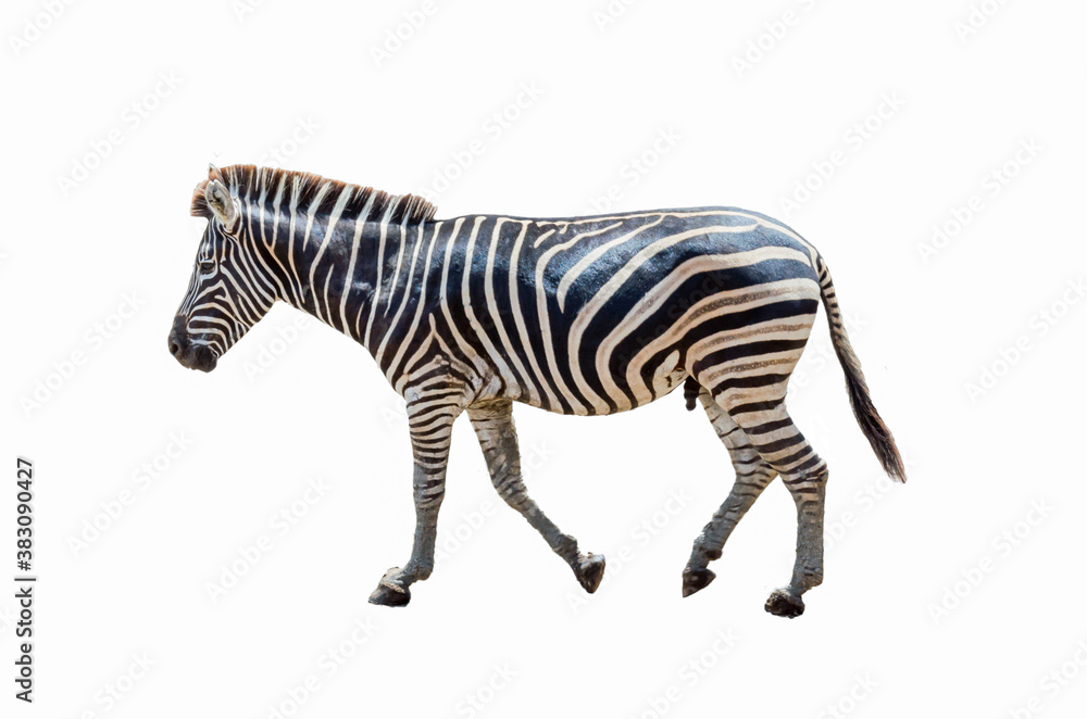 Fototapeta premium zebra on a white background