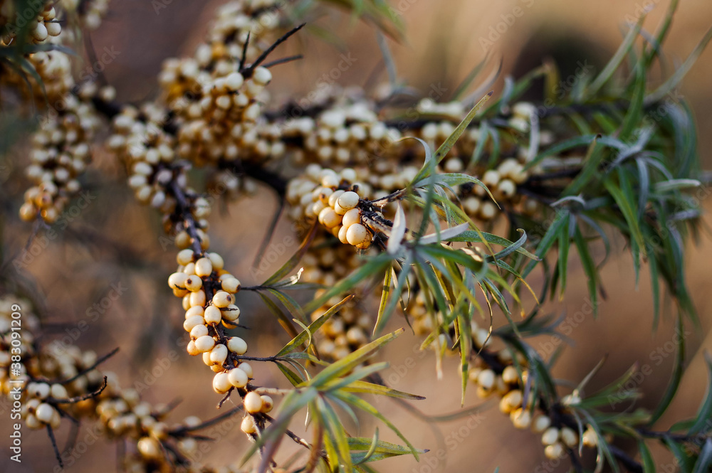 Sea buckthorn branches with plenty of berry harvest. Harvesting sea buckthorn on a sunny day. Sea buckthorn branches with plenty of berry harvest. Harvesting sea buckthorn on a sunny day.