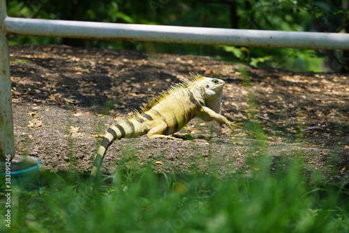 Iguana caminando