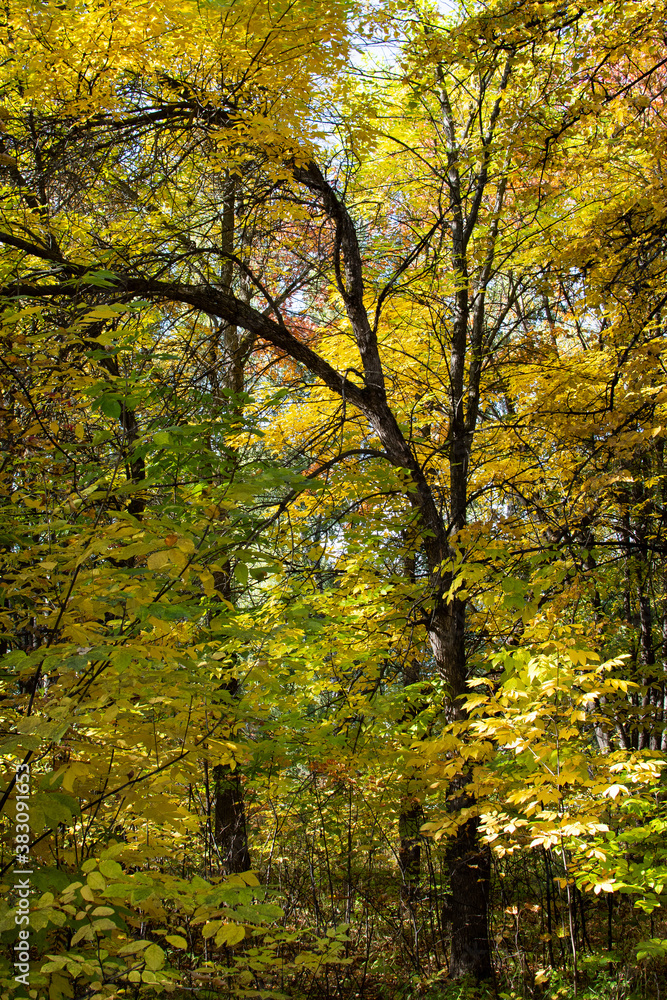 dense autumn forest with trees with yellow foliage dense autumn forest with trees with yellow foliage