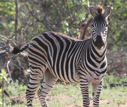 Zebra  seitlich frontale Ansicht 