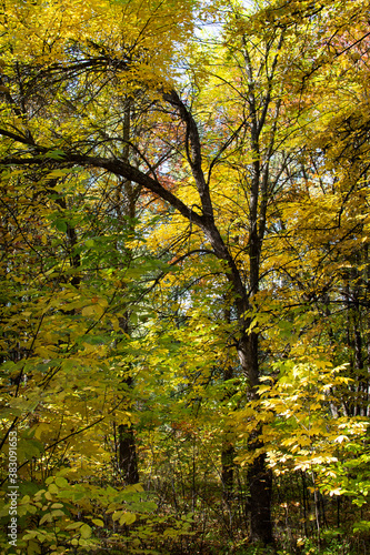 dense autumn forest with trees with yellow foliage
