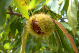 Chestnuts just before harvest, in their thorny sheath on the chestnut tree