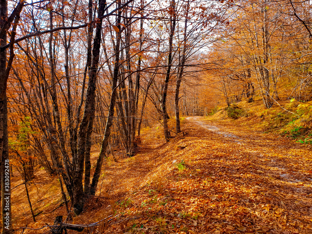 Obraz premium Autumn in the forest