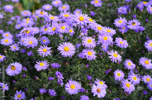 A close-up on a beautiful blooming dwarf pink alpine aster with daisy-shaped flowers  forming a low clump or hedge in autumn.