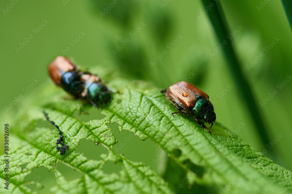 Gartenlaubkäfer (Phyllopertha horticola) Gartenlaubkäfer (Phyllopertha horticola)
