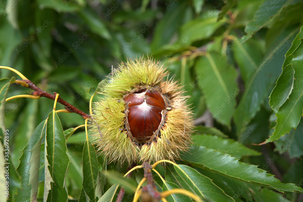 Chestnuts just before harvest, in their thorny sheath on the chestnut tree Chestnuts just before harvest, in their thorny sheath on the chestnut tree