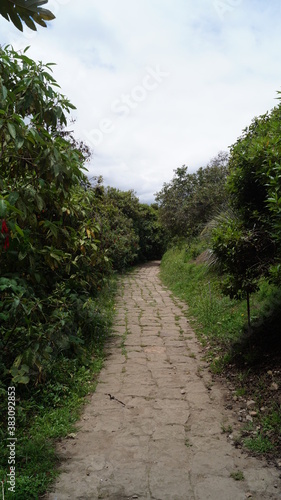 Camino entre naturaleza