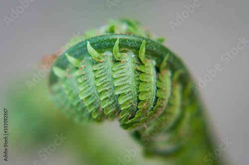 fern leaf close up