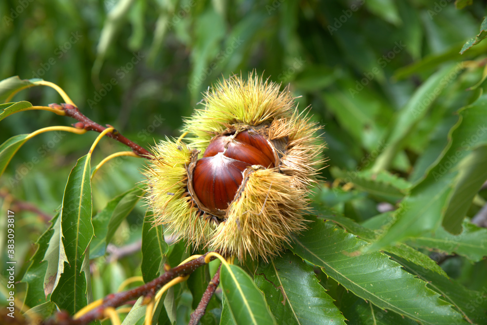 Chestnuts just before harvest, in their thorny sheath on the chestnut tree Chestnuts just before harvest, in their thorny sheath on the chestnut tree