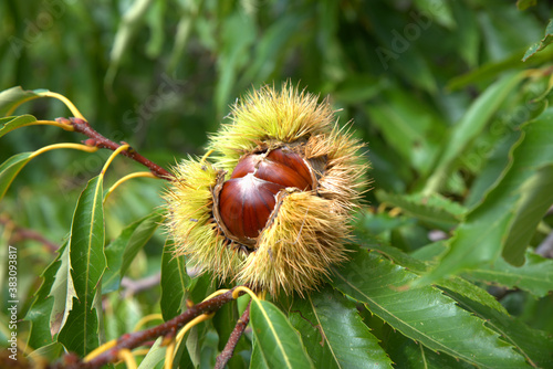Chestnuts just before harvest, in their thorny sheath on the chestnut tree photo