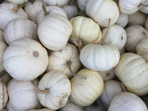 Fresh white pumpkins displayed for sale at a farm market stand