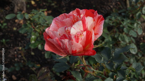 Rosa de lado