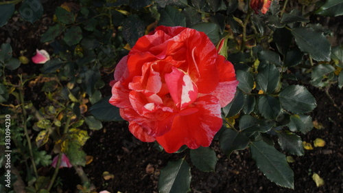 Rosa